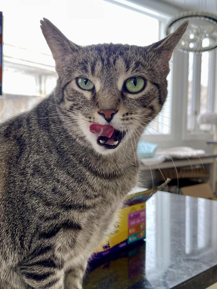 Iris, Adoptable, Young Female Domestic Short Hair.