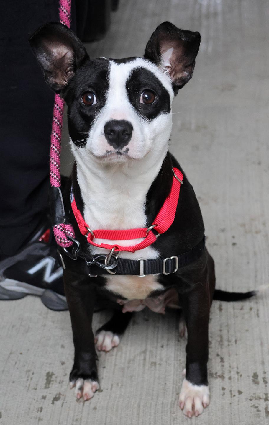 Whitney, adopted, Puppy Female Boston Terrier.