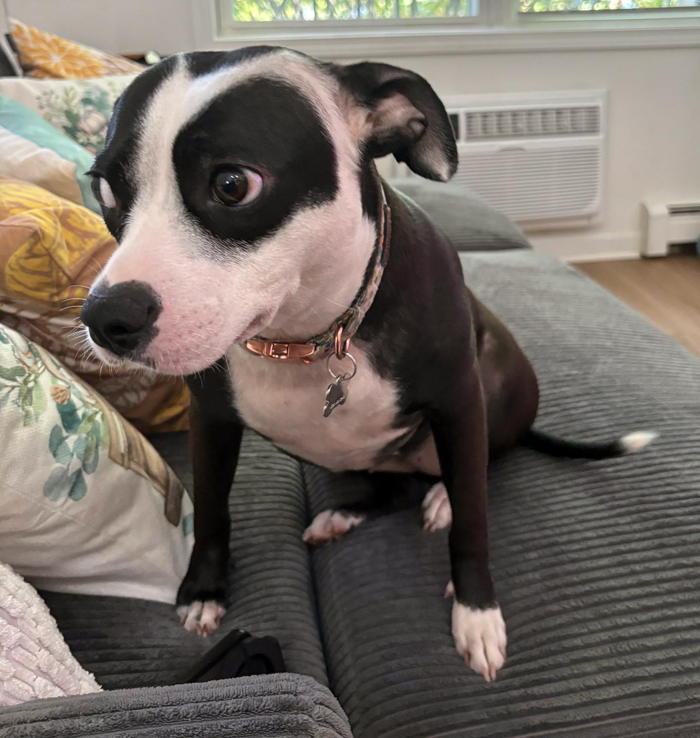 Whitney, adoptable, Young Female Boston Terrier.