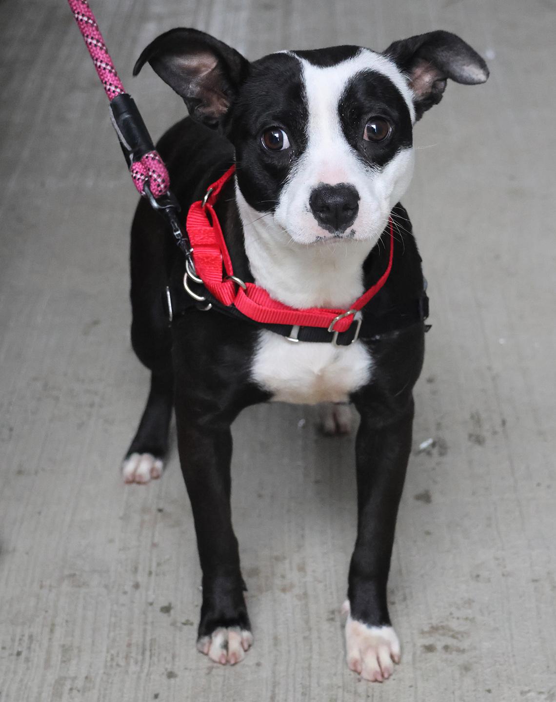 Enlarge Whitney, an adoptable mixed breed in Harrison, NY image 3/6