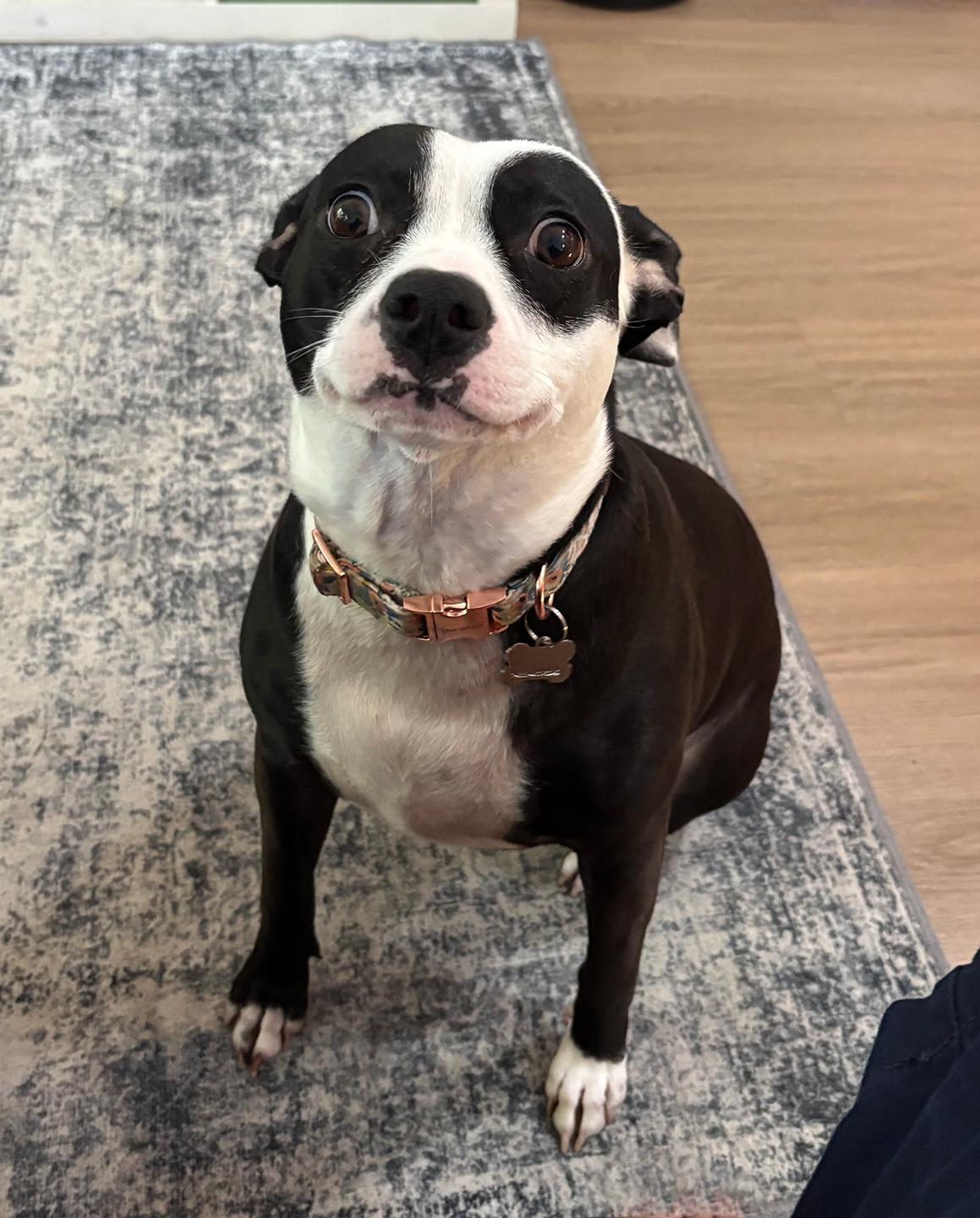 Enlarge Whitney, an adoptable mixed breed in Harrison, NY image 5/6