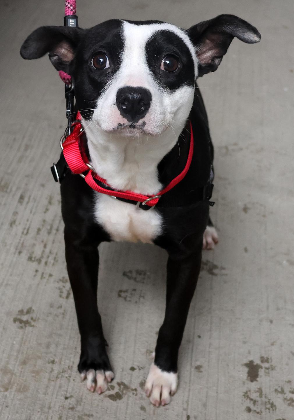 Enlarge Whitney, an adoptable mixed breed in Harrison, NY image 4/6