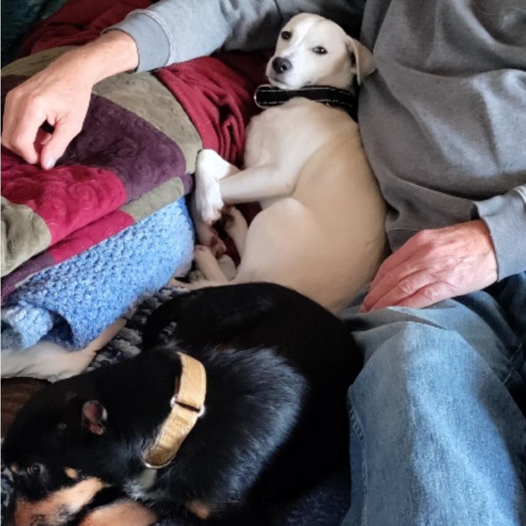 Enlarge Gerald, a Adoptable Mixed Breed in Oxford, ME image 1/6