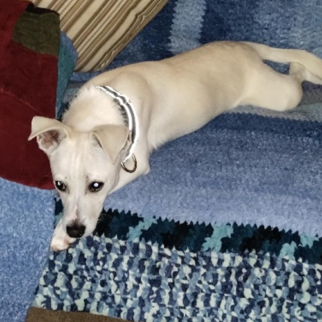 Enlarge Gerald, a Adoptable Mixed Breed in Oxford, ME image 2/6