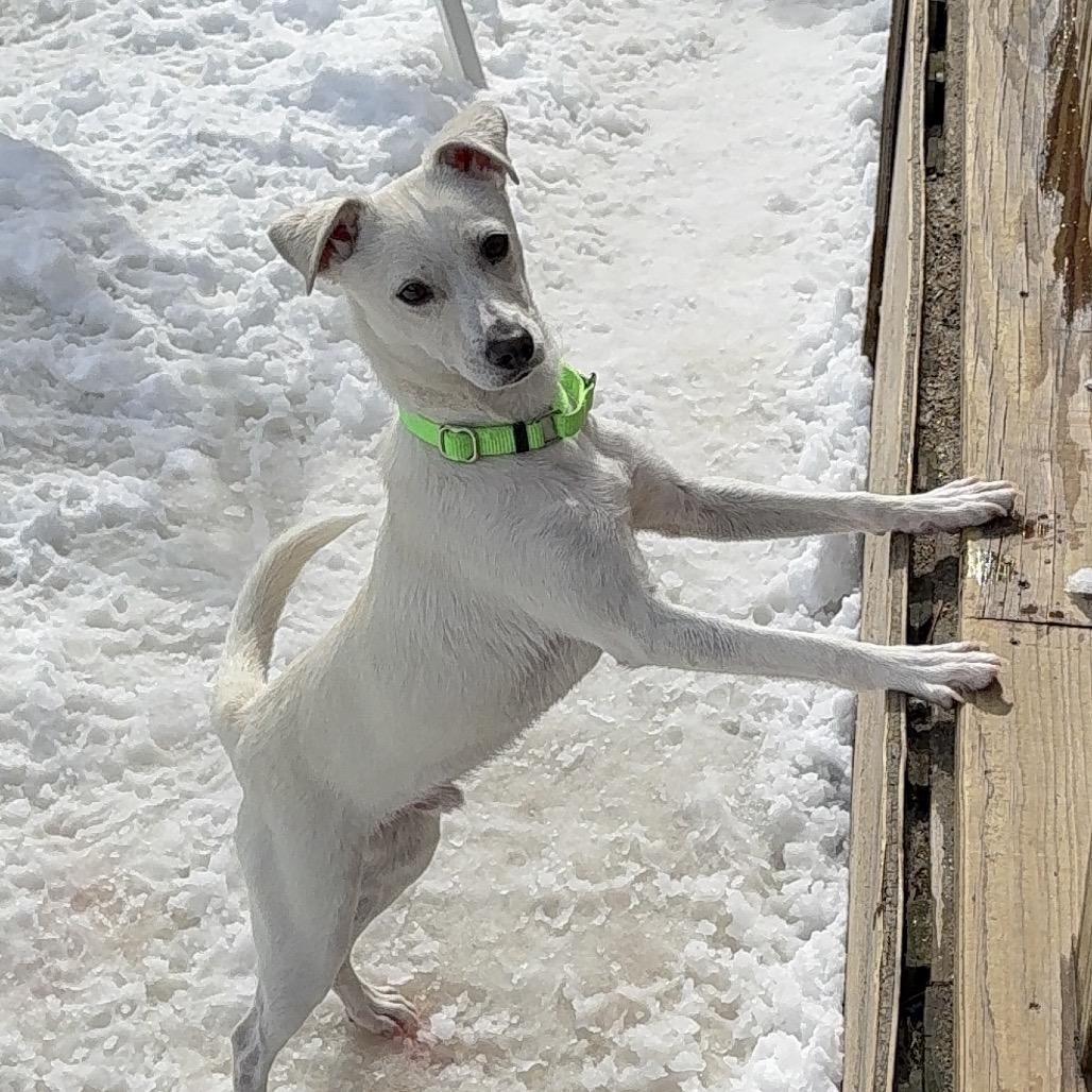 Enlarge Gerald, a Adoptable Mixed Breed in Oxford, ME image 3/6