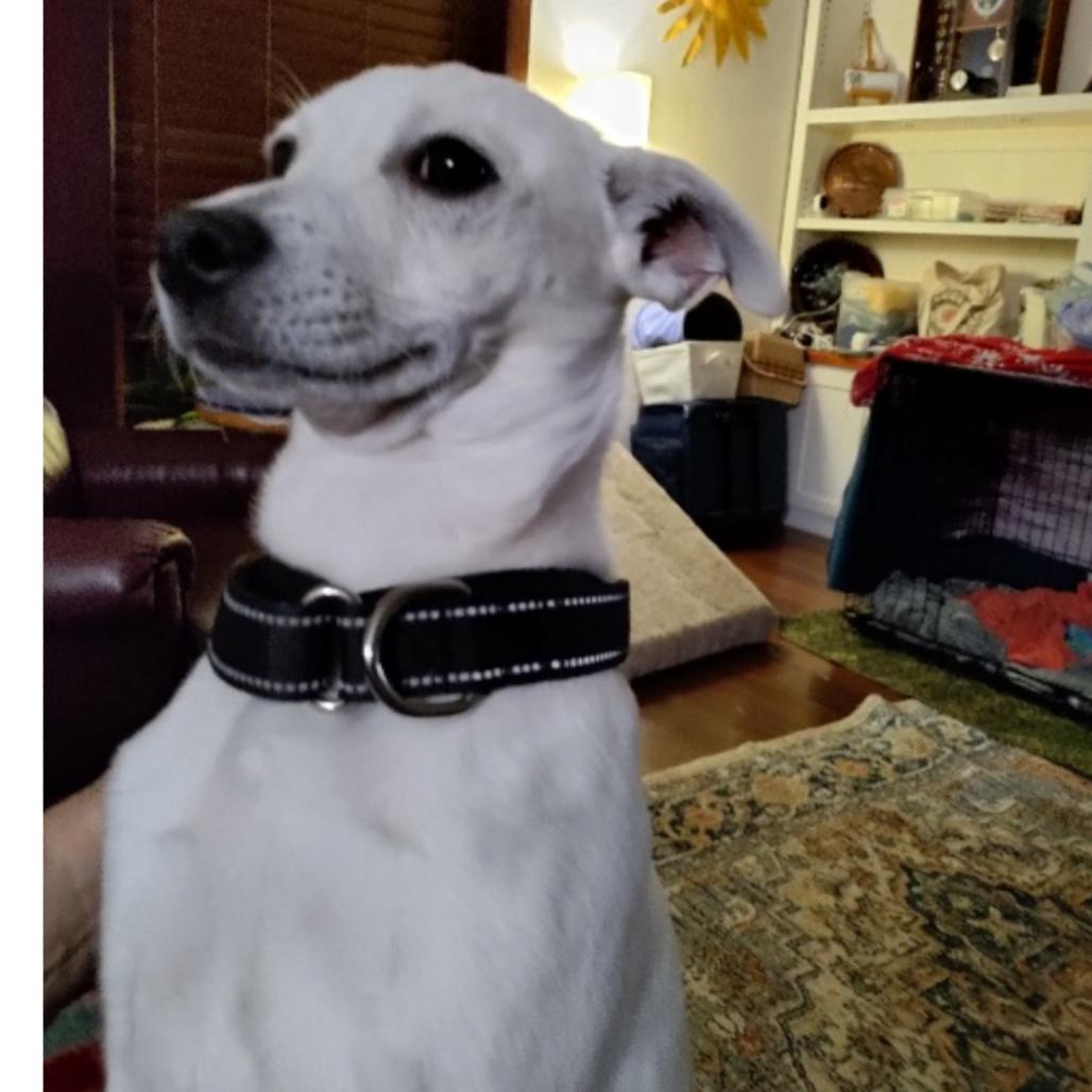 Enlarge Gerald, a Adoptable Mixed Breed in Oxford, ME image 4/6