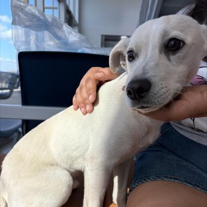 Enlarge Gerald, a Adoptable Mixed Breed in Oxford, ME image 1/1