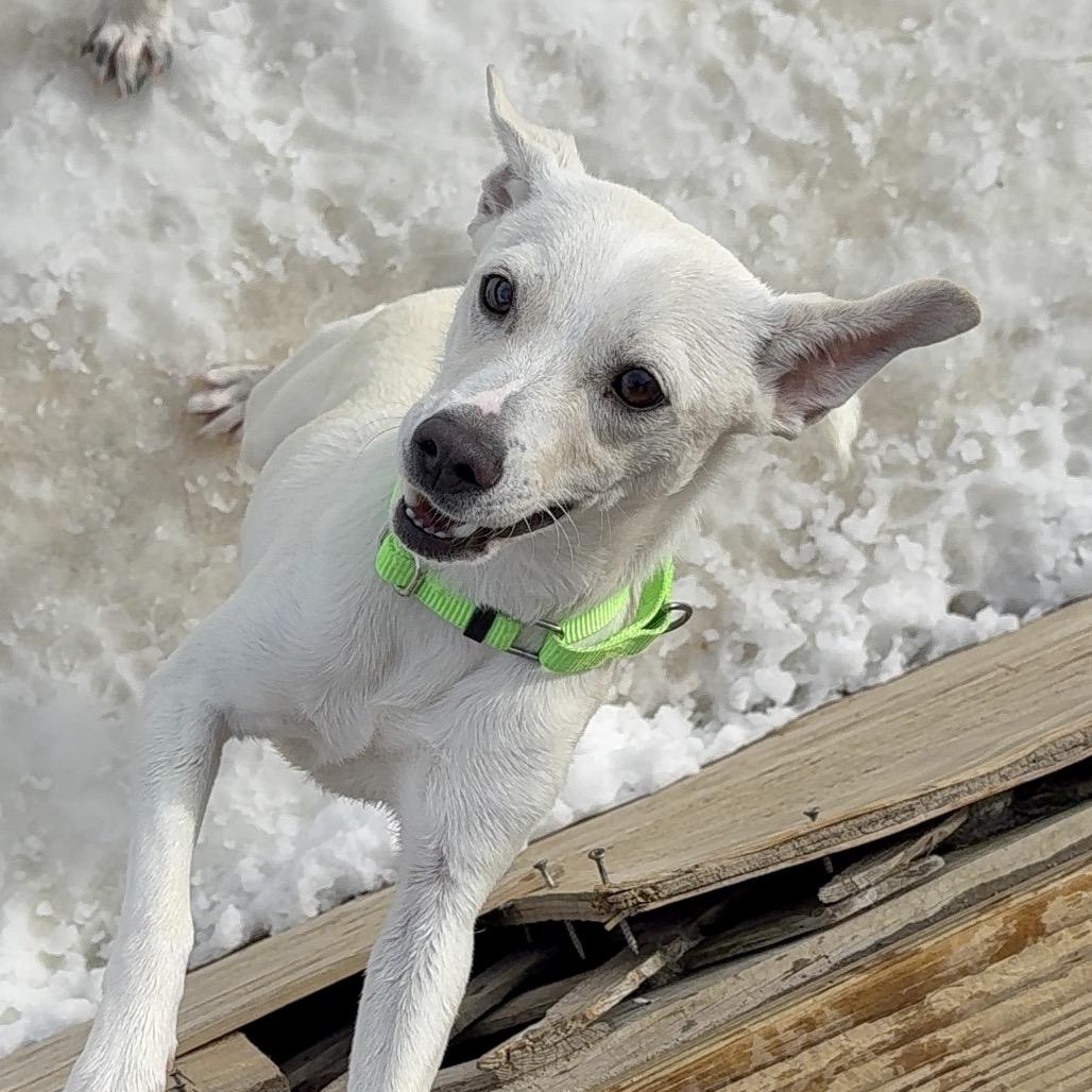 Enlarge Gerald, a Adoptable Mixed Breed in Oxford, ME image 6/6