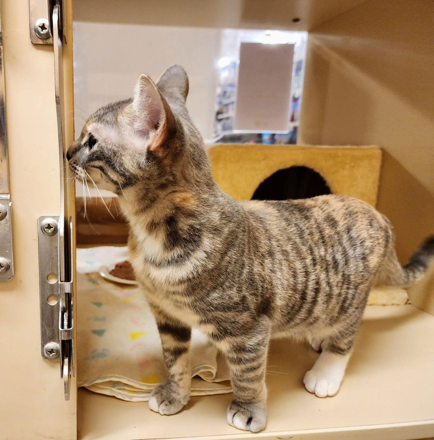 Enlarge Magnolia, a Adoptable mixed breed in Garland, TX image 1/3