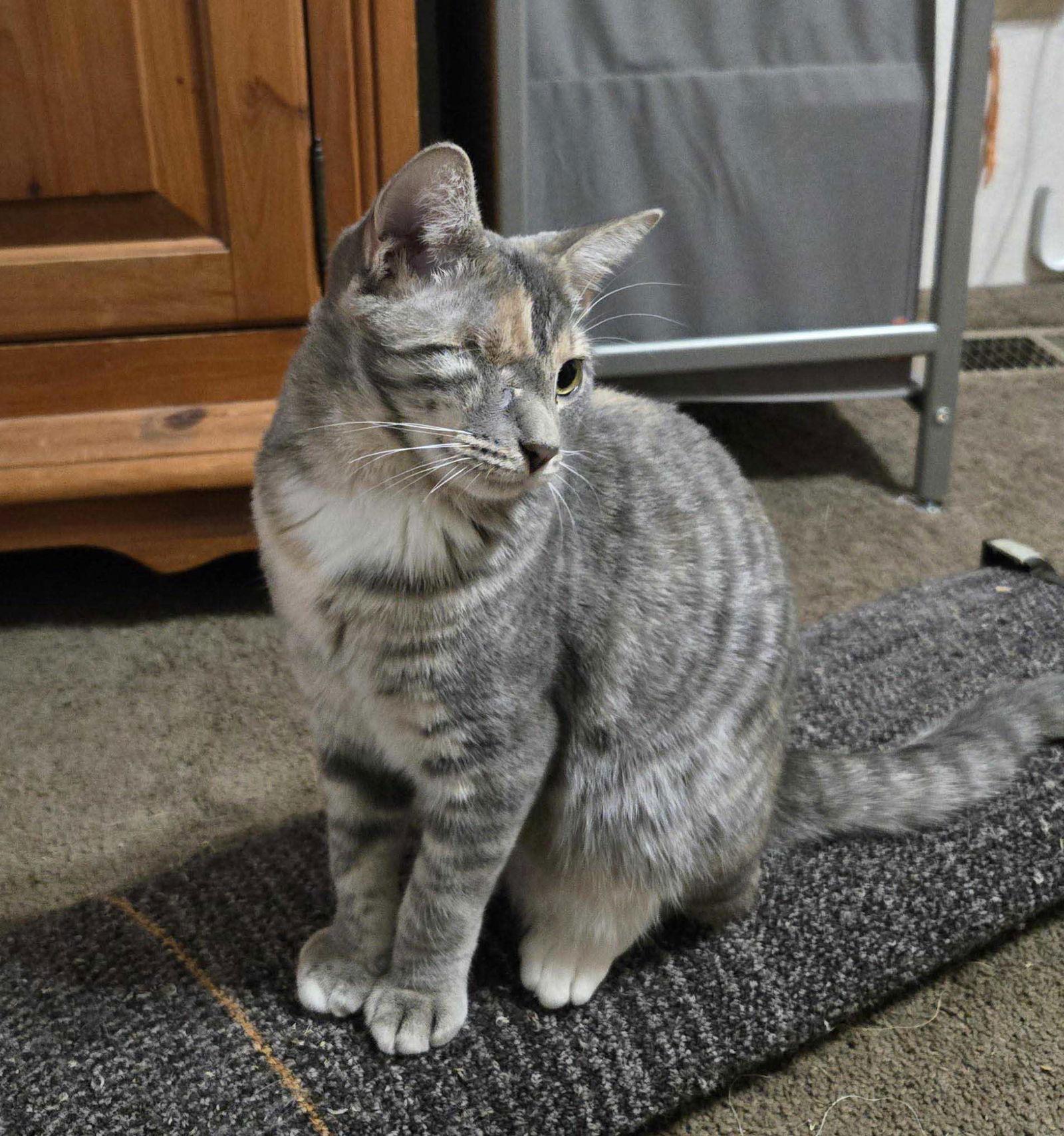 Enlarge Magnolia, a Adoptable mixed breed in Garland, TX image 2/3