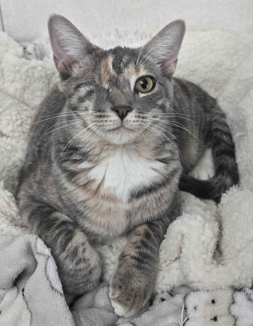 Enlarge Magnolia, a Adoptable mixed breed in Garland, TX image 3/3