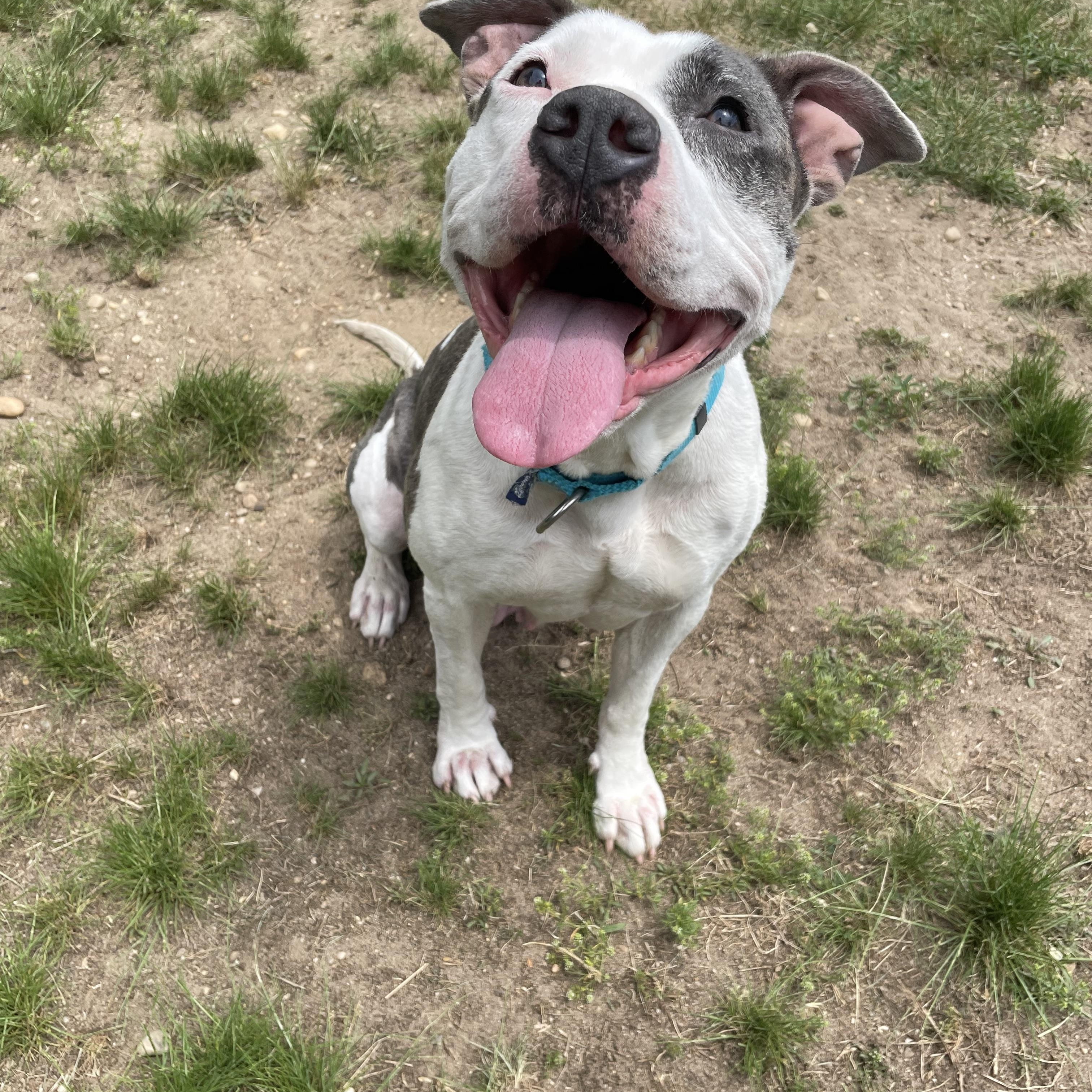 Swish, Adoptable, Adult Female Staffordshire Bull Terrier.