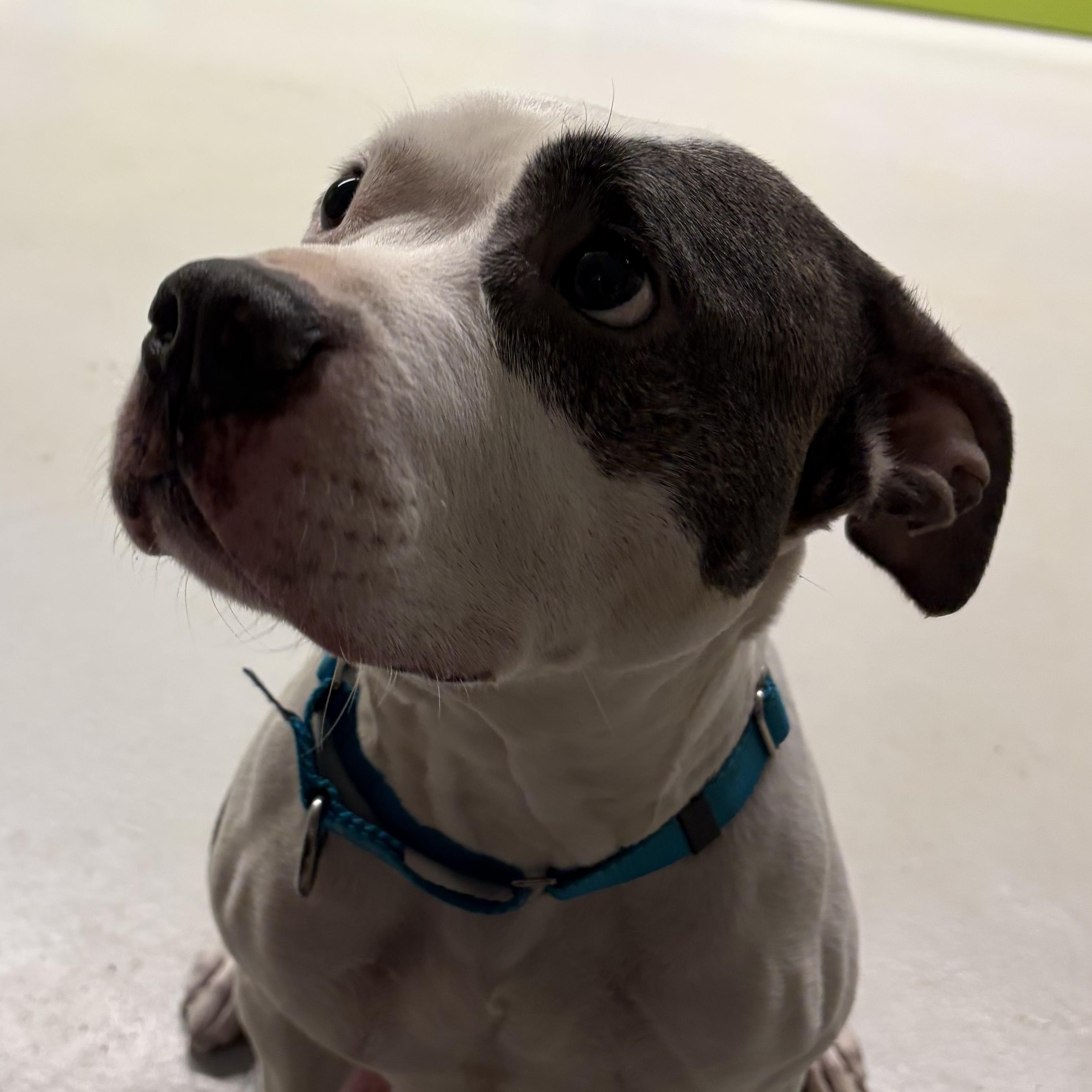 Swish, a Adoptable mixed breed in AQUEBOGUE, NY image 3/5