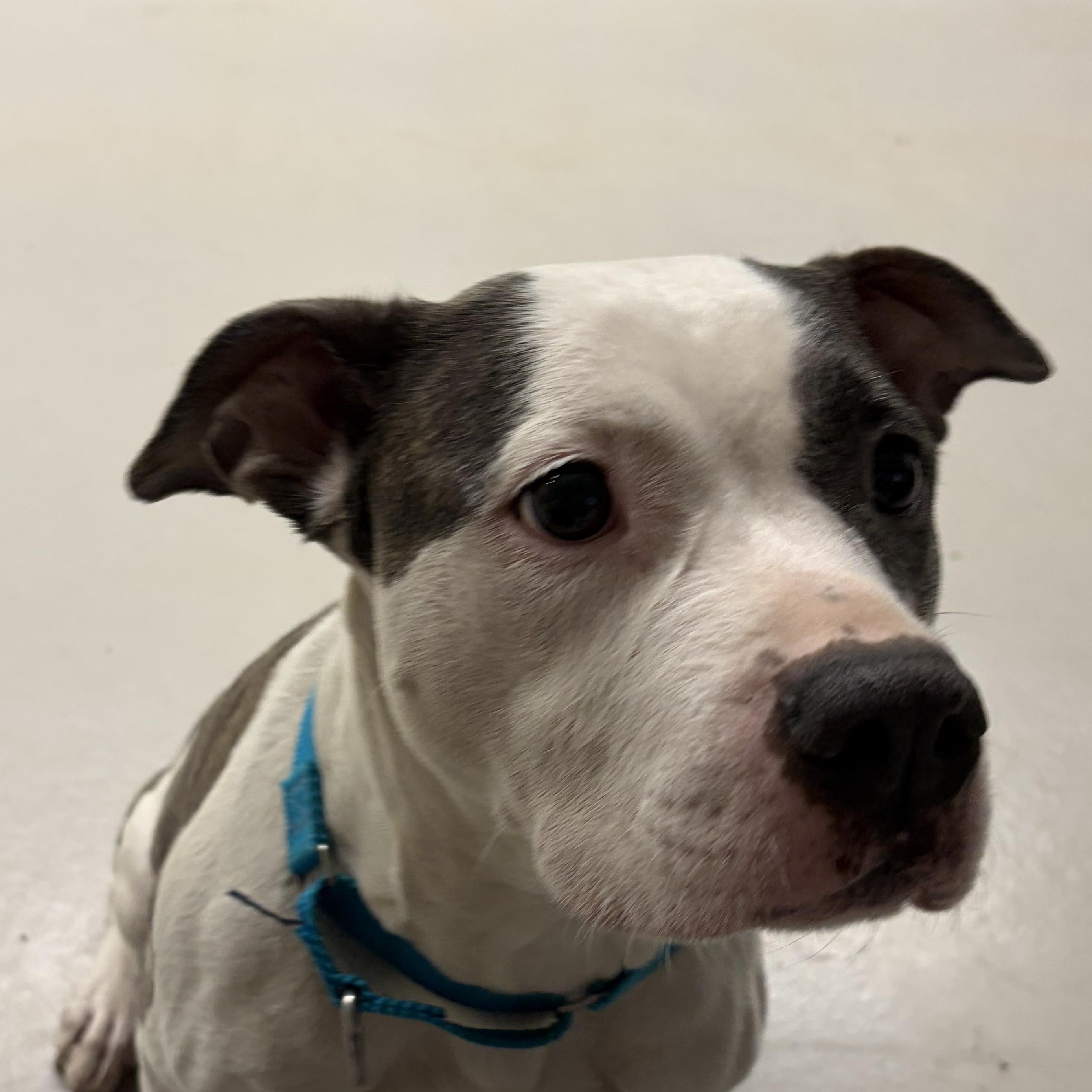 Swish, a Adoptable mixed breed in AQUEBOGUE, NY image 4/5