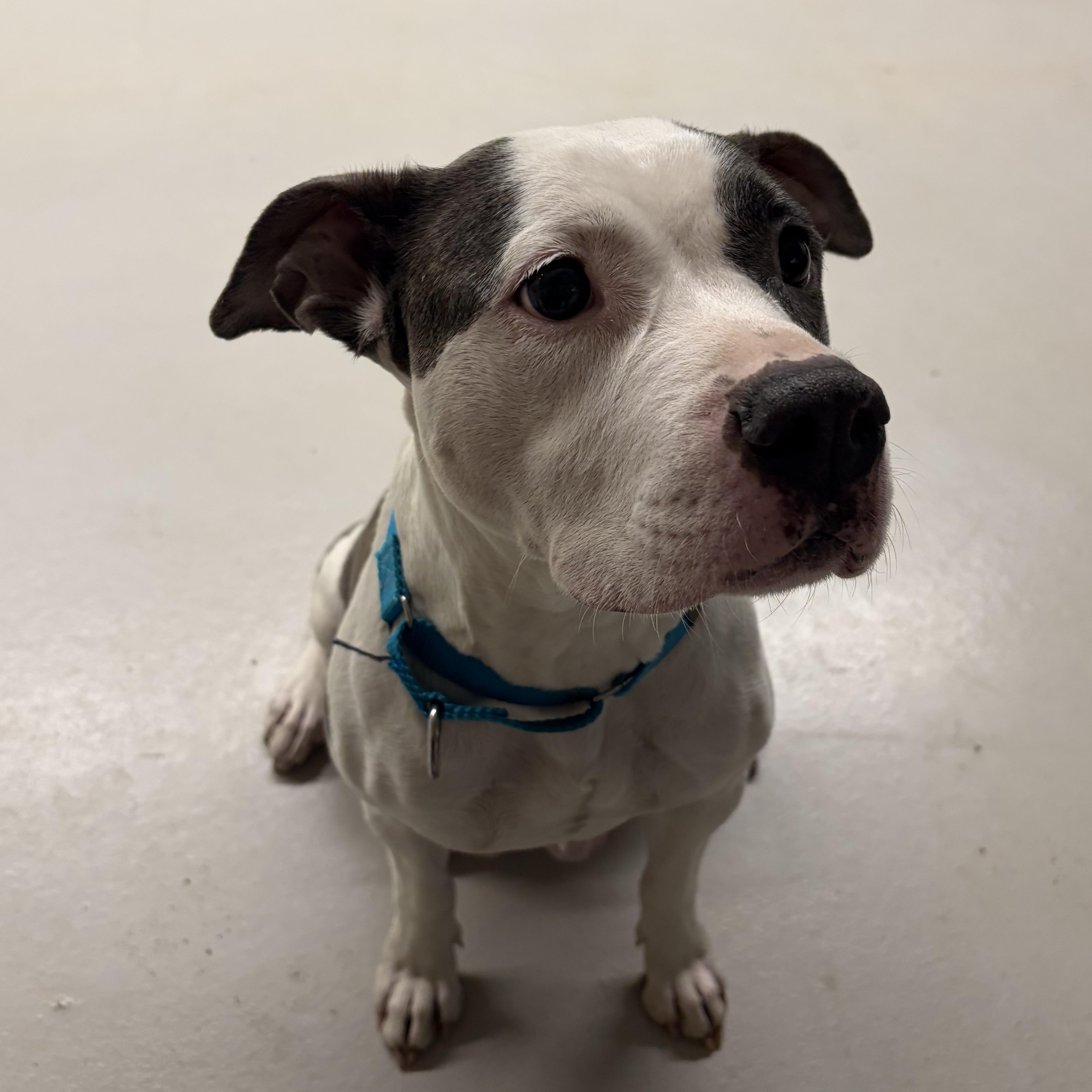 Swish, a Adoptable mixed breed in AQUEBOGUE, NY image 2/5