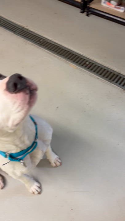 Enlarge Swish, a Adoptable mixed breed in AQUEBOGUE, NY video 5/5
