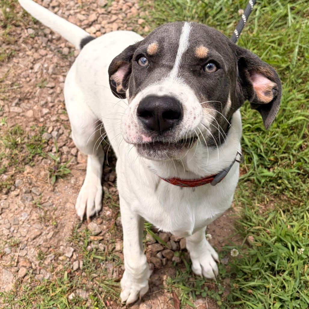 Enlarge Taquito, a Adoptable mixed breed in Franklin, NC image 1/4