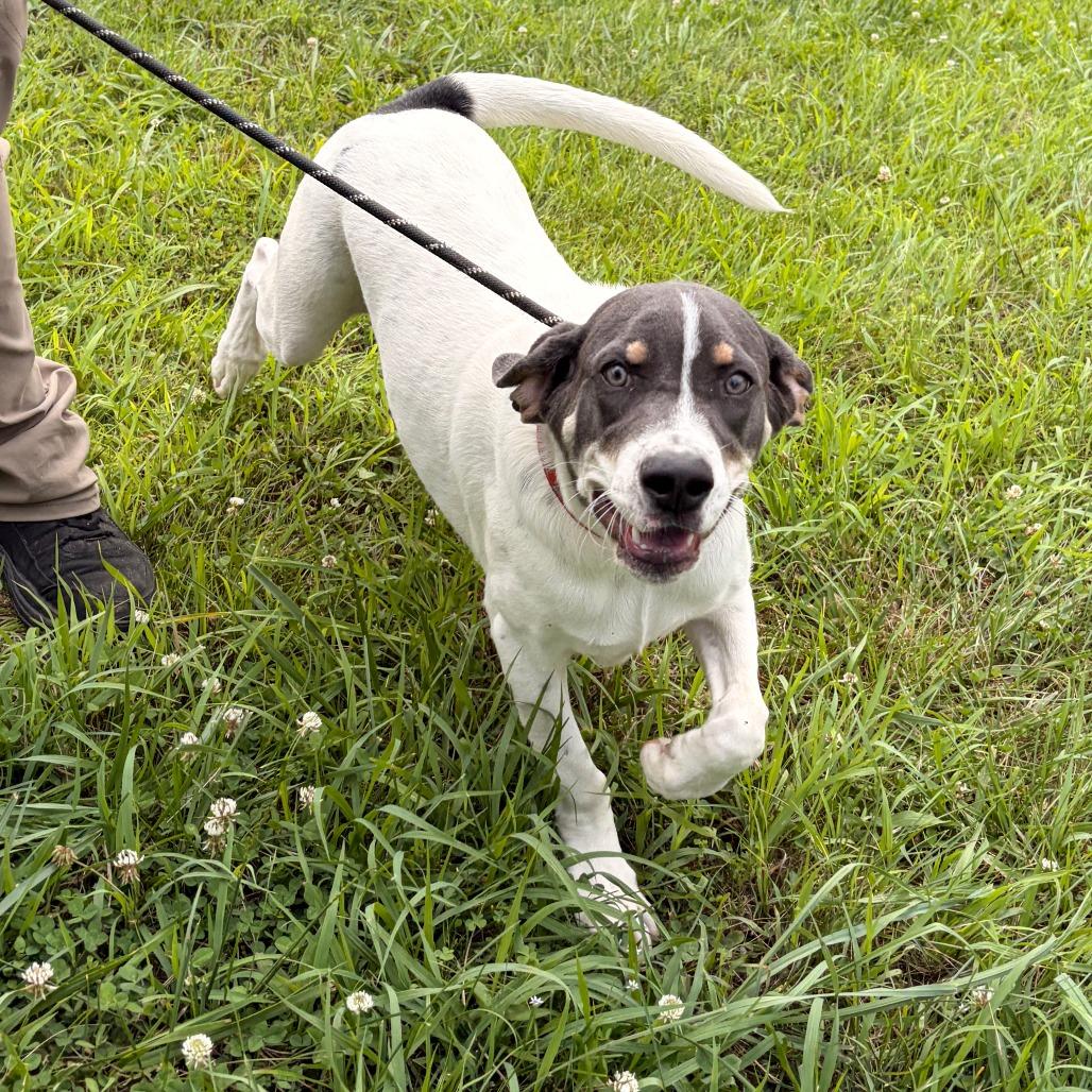 Enlarge Taquito, a Adoptable mixed breed in Franklin, NC image 2/4