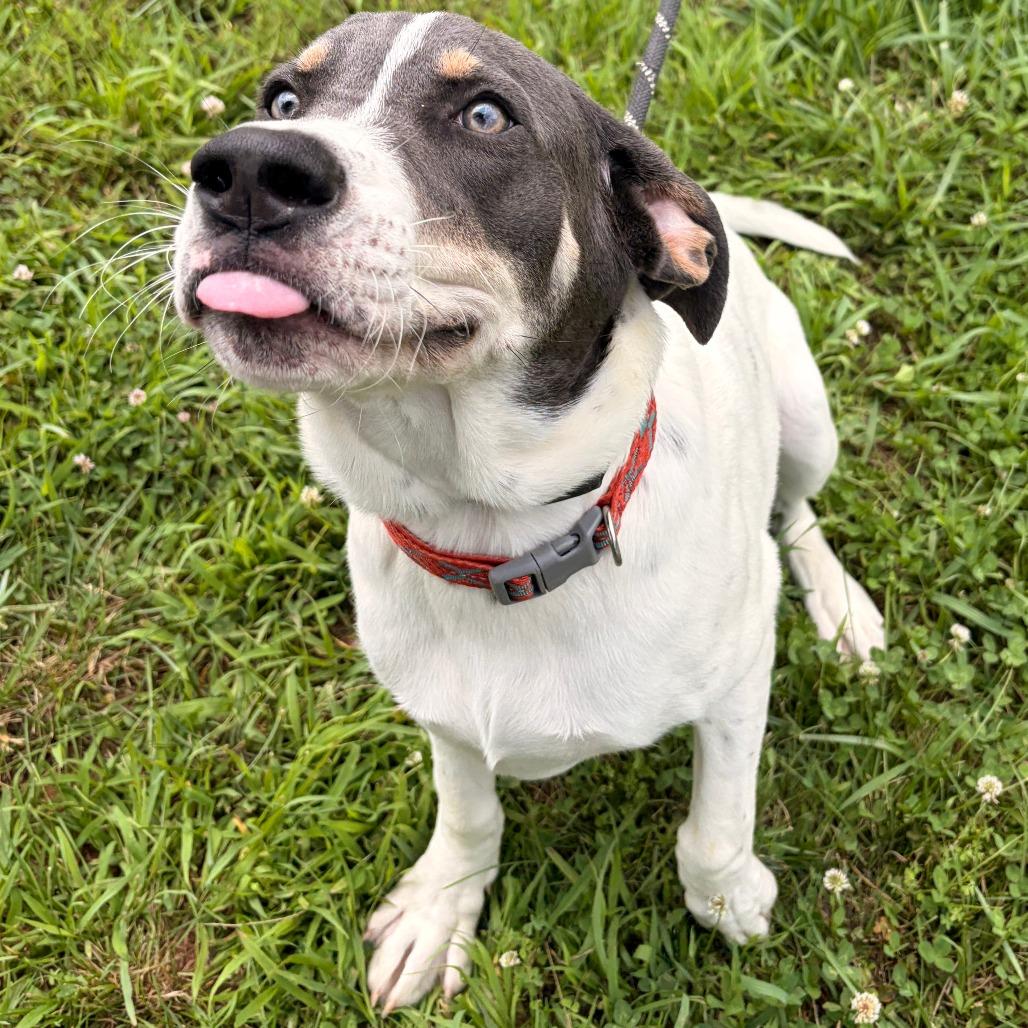 Enlarge Taquito, a Adoptable mixed breed in Franklin, NC image 3/4