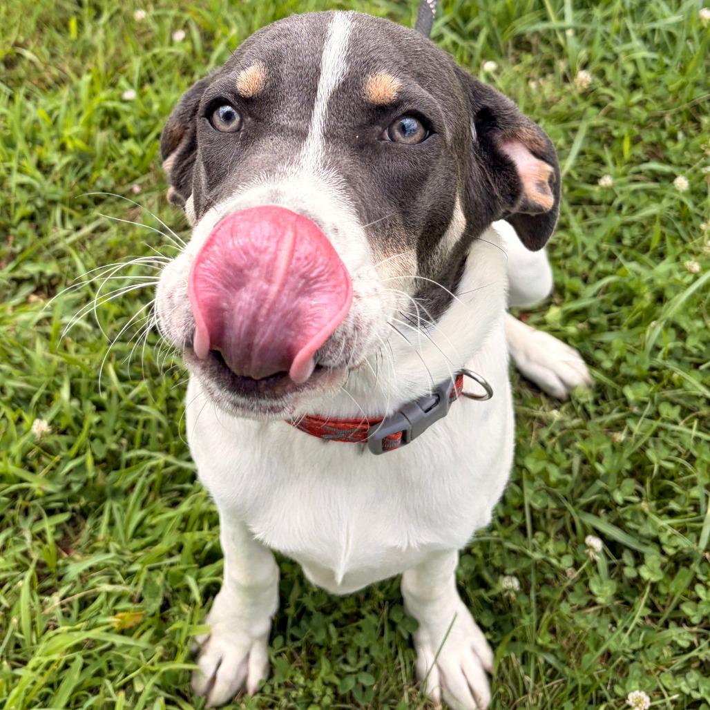Enlarge Taquito, a Adoptable mixed breed in Franklin, NC image 4/4