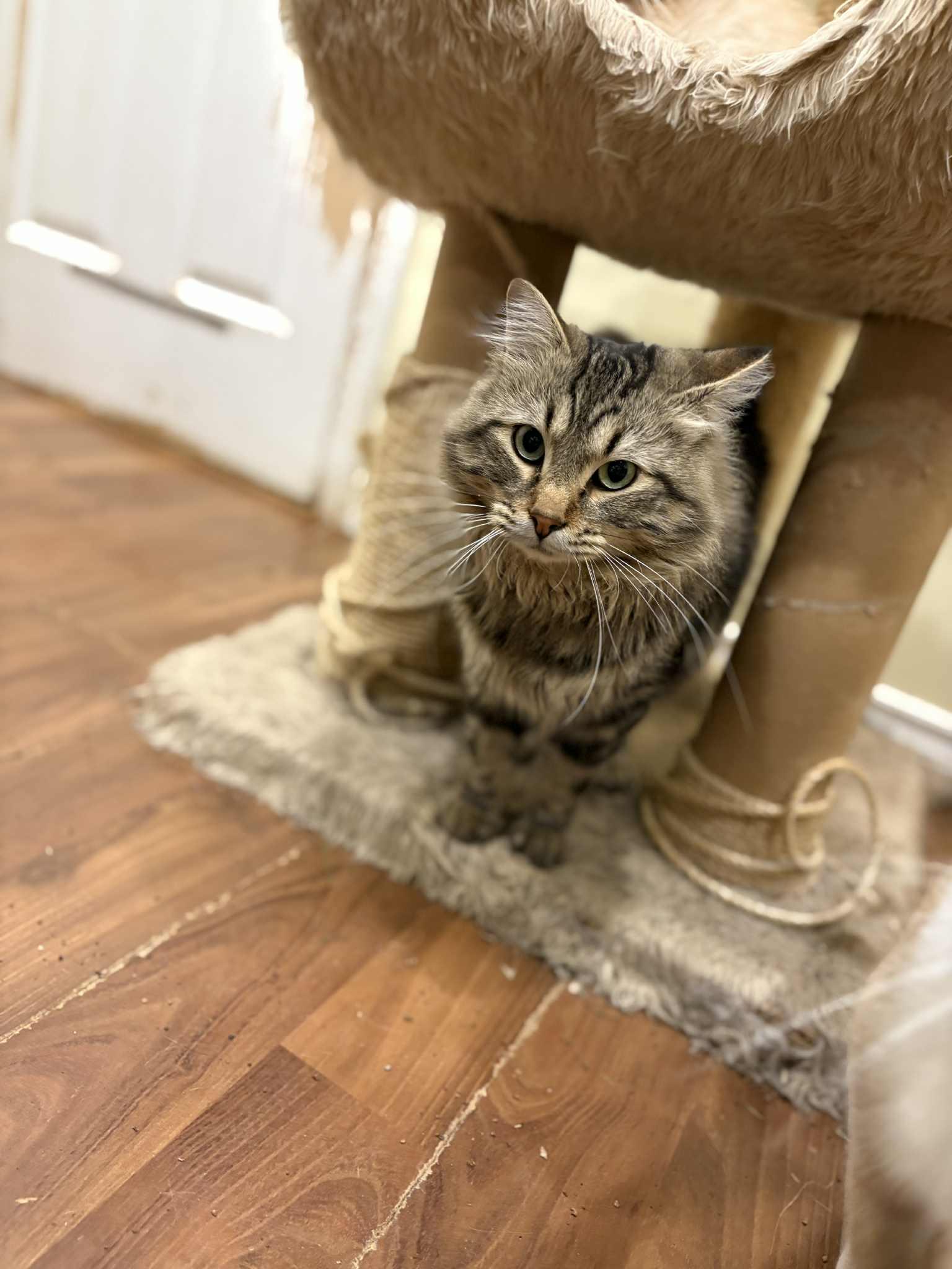 Macaroni Jones, a Adoptable Domestic Medium Hair in Calgary, AB image 1/4