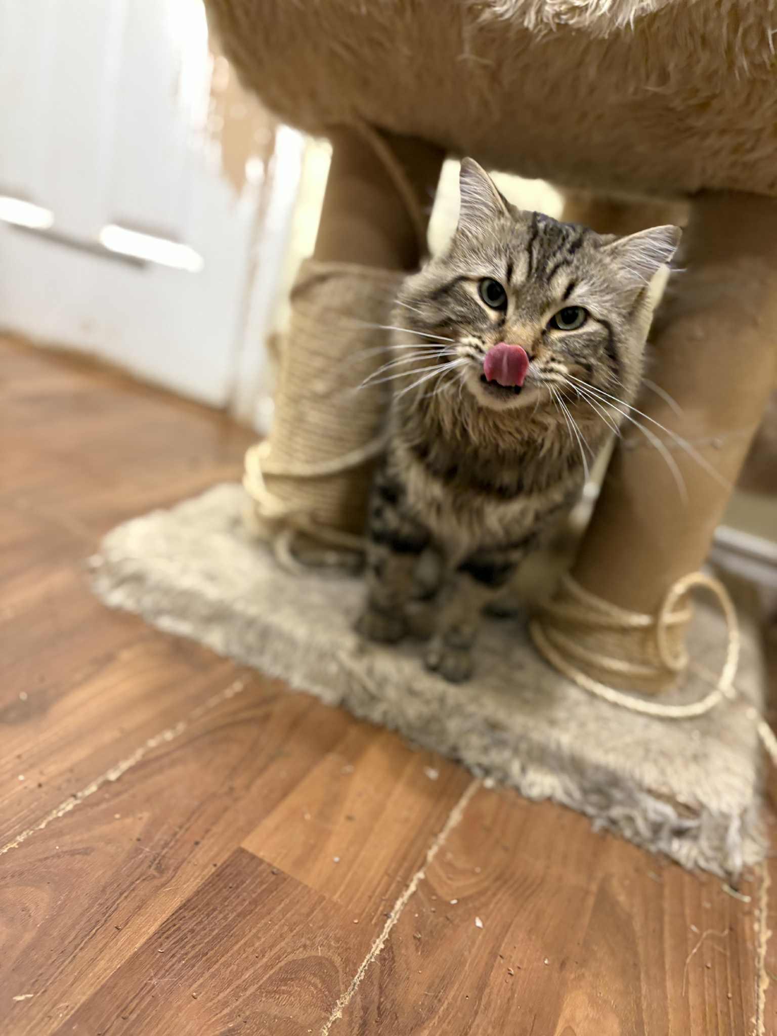 Macaroni Jones, adopted, Adult Male Domestic Medium Hair.