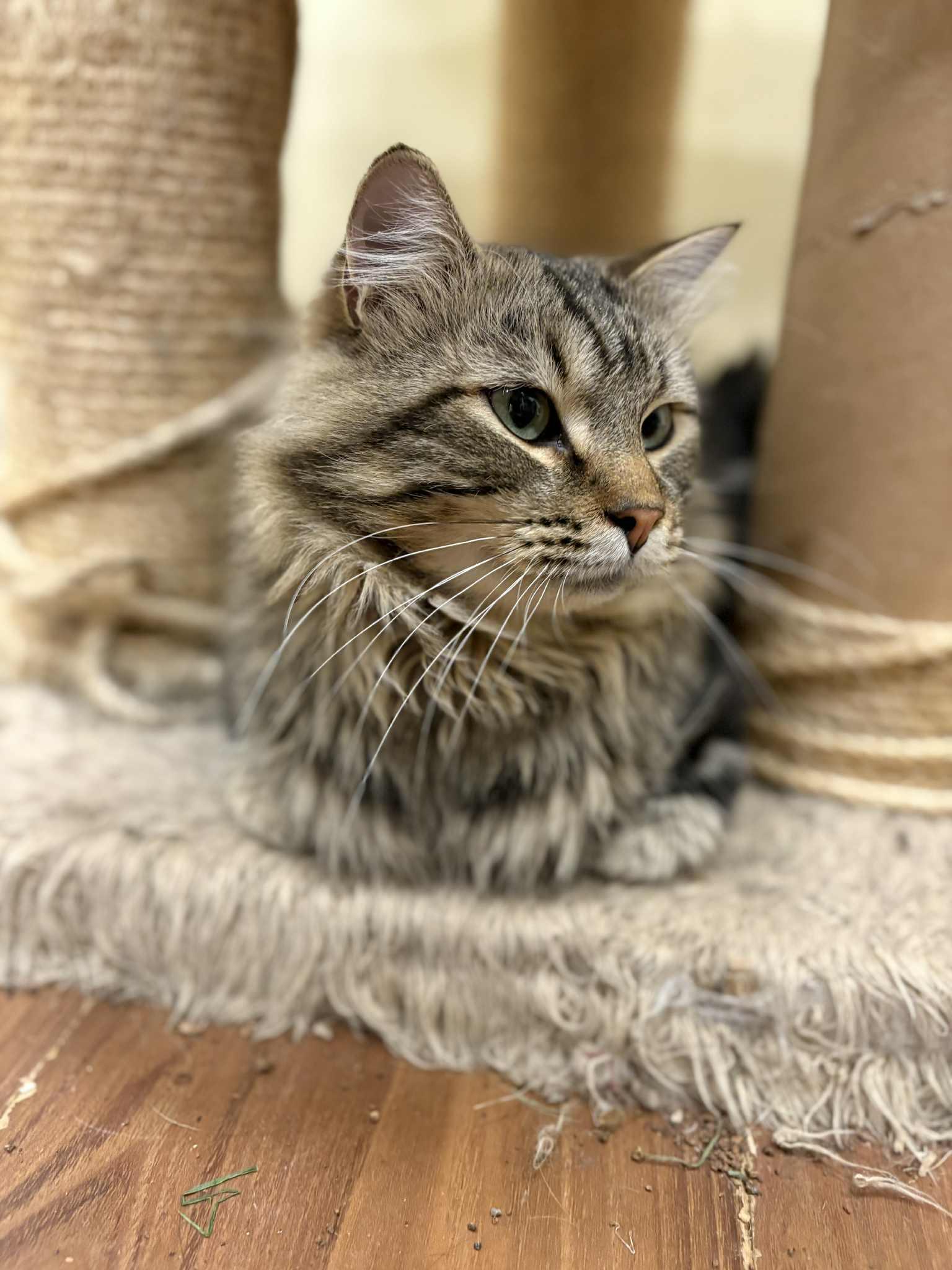 Macaroni Jones, a Adoptable Domestic Medium Hair in Calgary, AB image 4/4