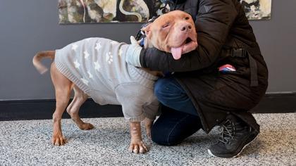 Paulie, a Adoptable mixed breed in West Chester, PA image 2/3