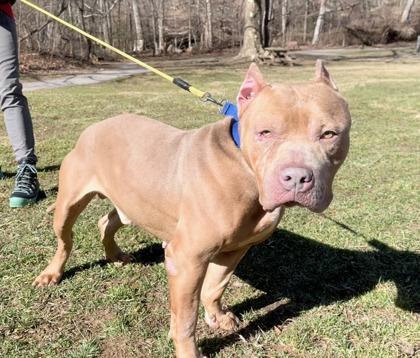 Paulie, a Adoptable mixed breed in West Chester, PA image 3/3