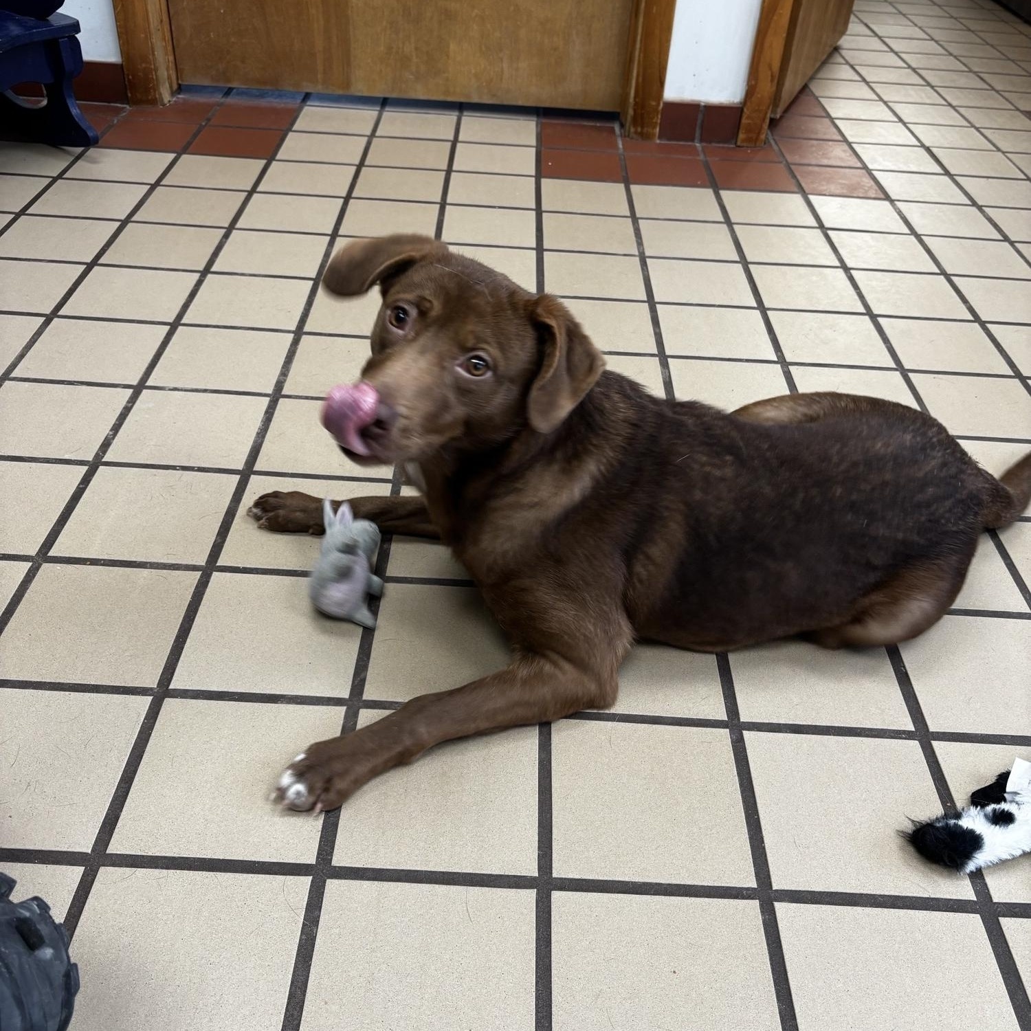 Maya, a ADOPTABLE mixed breed in White Cloud, MI image 3/3