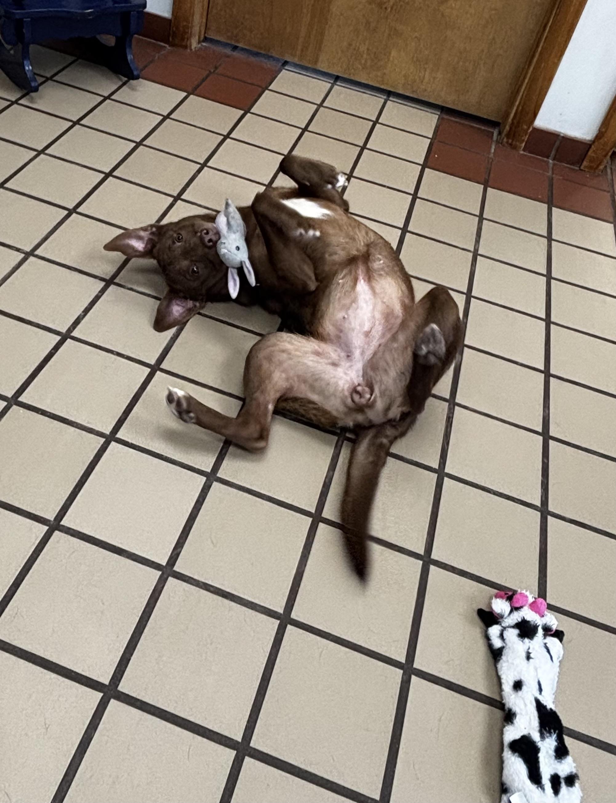 Maya, a ADOPTABLE mixed breed in White Cloud, MI image 2/3