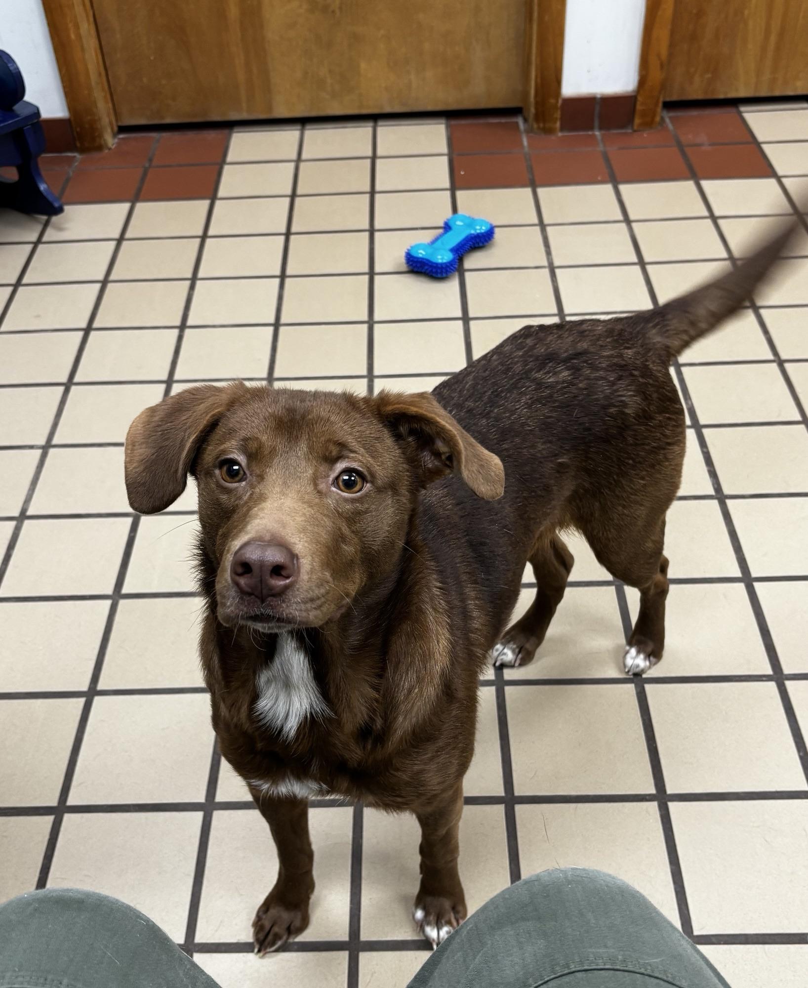Maya, a ADOPTABLE mixed breed in White Cloud, MI image 1/3