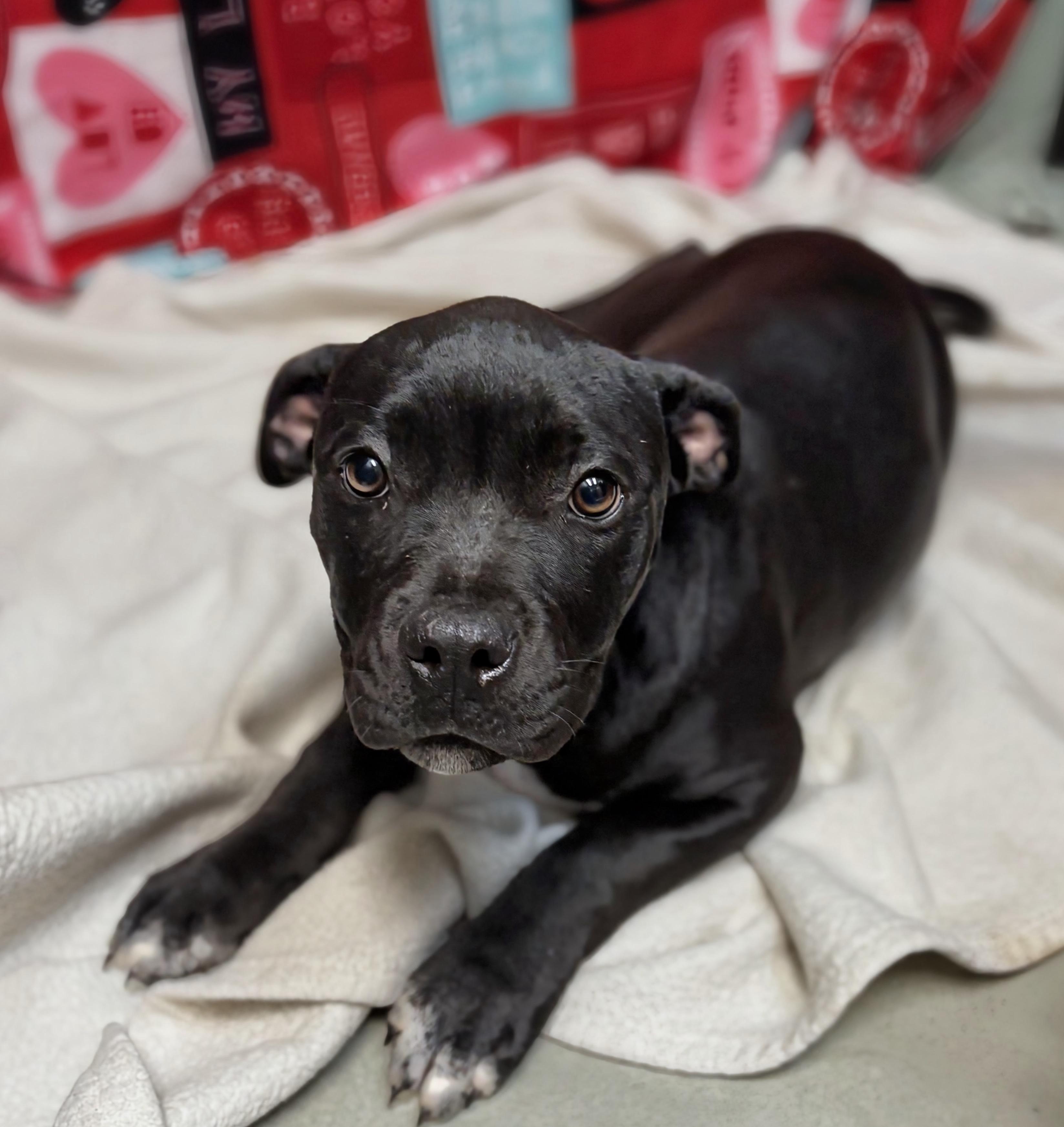 Enlarge Bacon, an adopted Cane Corso in Valdosta, GA image 2/2