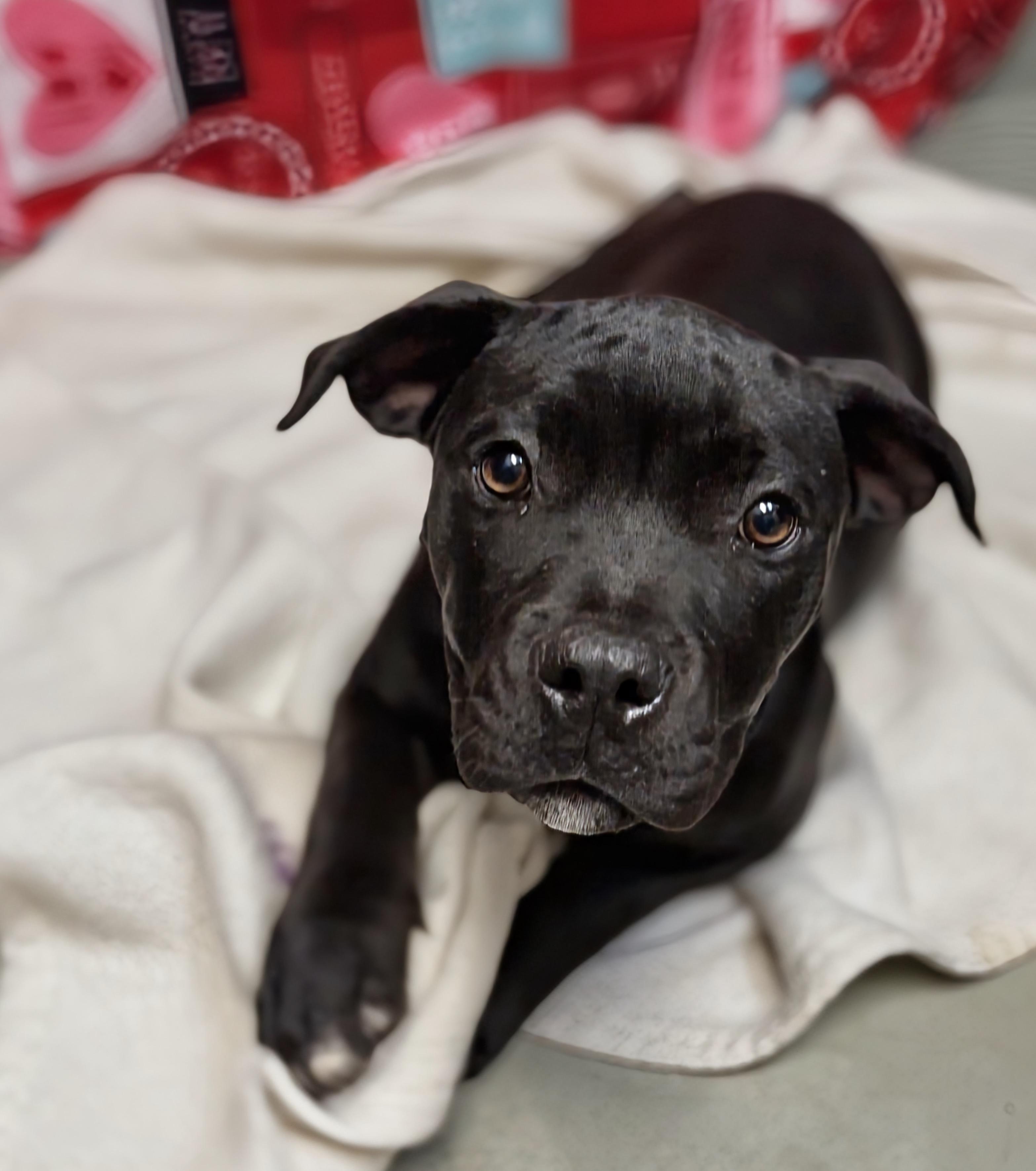 Bacon, adopted, Puppy Female Cane Corso.