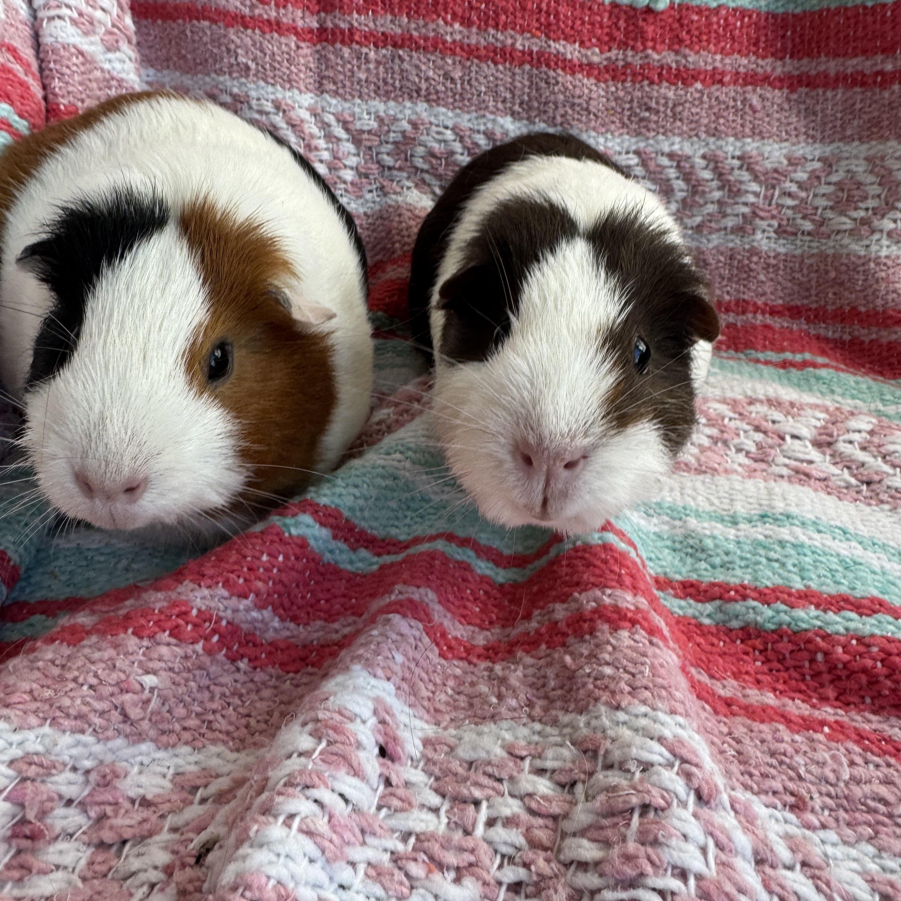 Abigail and Rena, Adult Female Guinea Pig