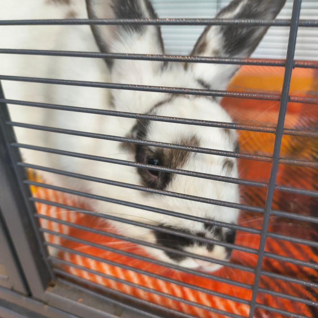 Elora Danan, Adoptable, Young Female Bunny Rabbit.