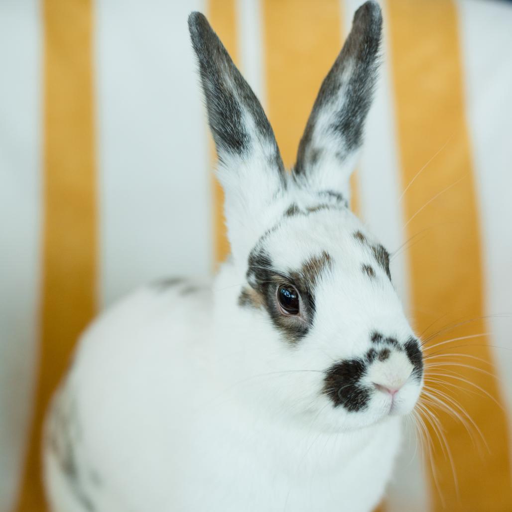 Elora Danan, a Adoptable Bunny Rabbit in Warwick, RI image 2/3