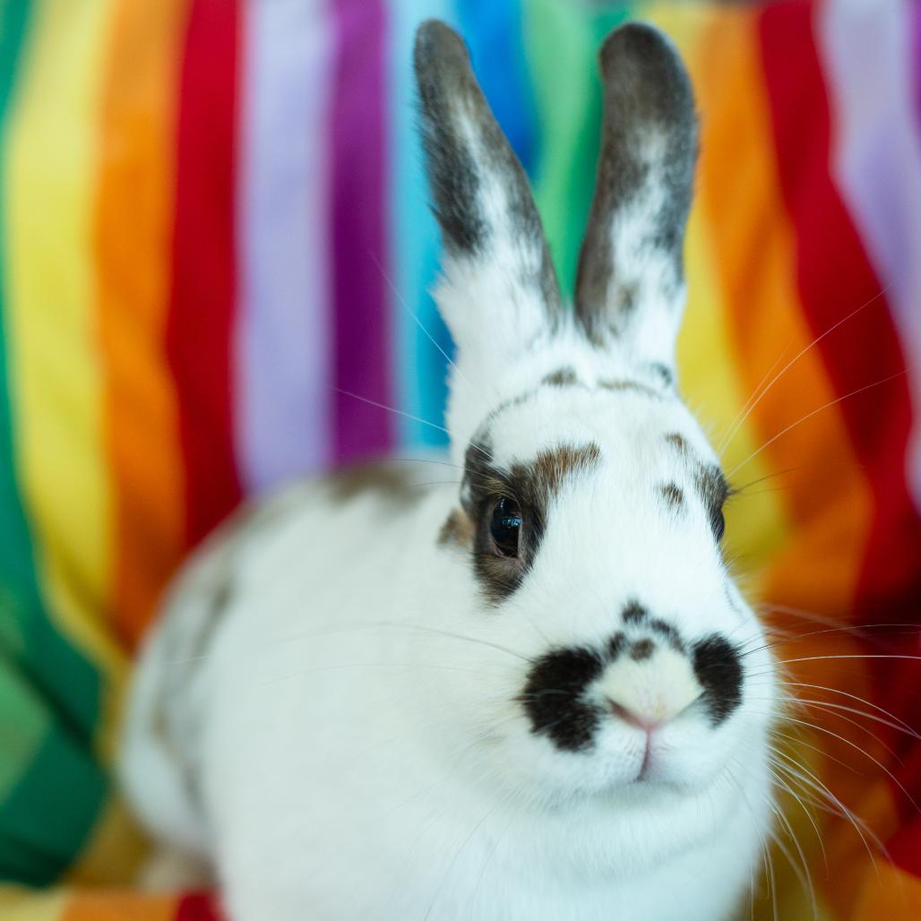 Elora Danan, a Adoptable Bunny Rabbit in Warwick, RI image 3/3