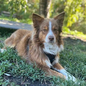 Enlarge Mr. Ernie, a Adoptable mixed breed in Ontario, NY image 1/2