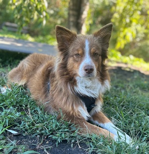 Enlarge Mr. Ernie, a Adoptable mixed breed in Ontario, NY image 2/2