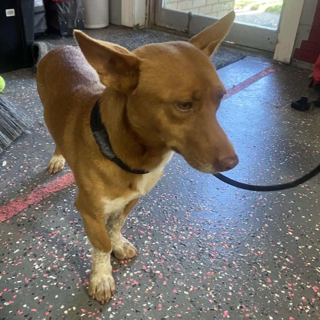 Bowlin, Adoptable, Adult Male Corgi & Chihuahua.