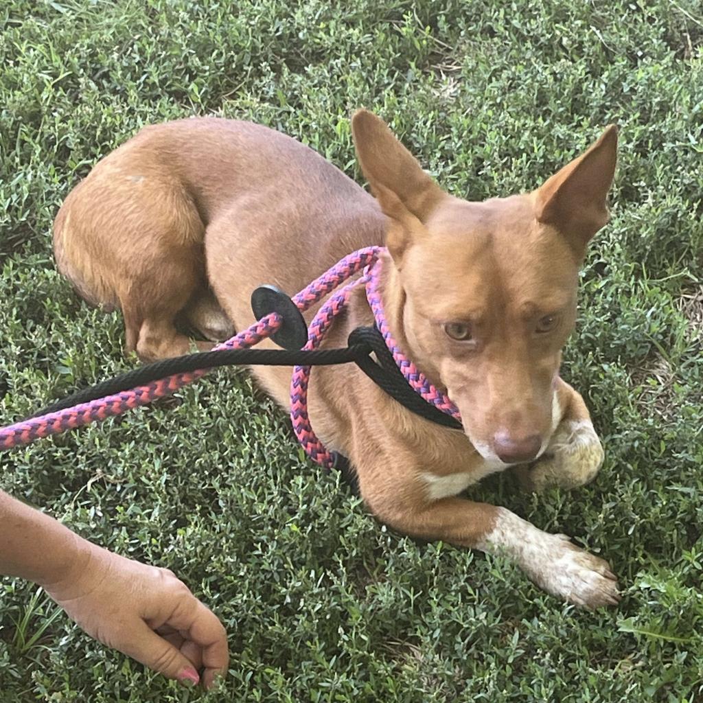 Enlarge Bowlin, a Adoptable mixed breed in Wichita, KS image 2/2