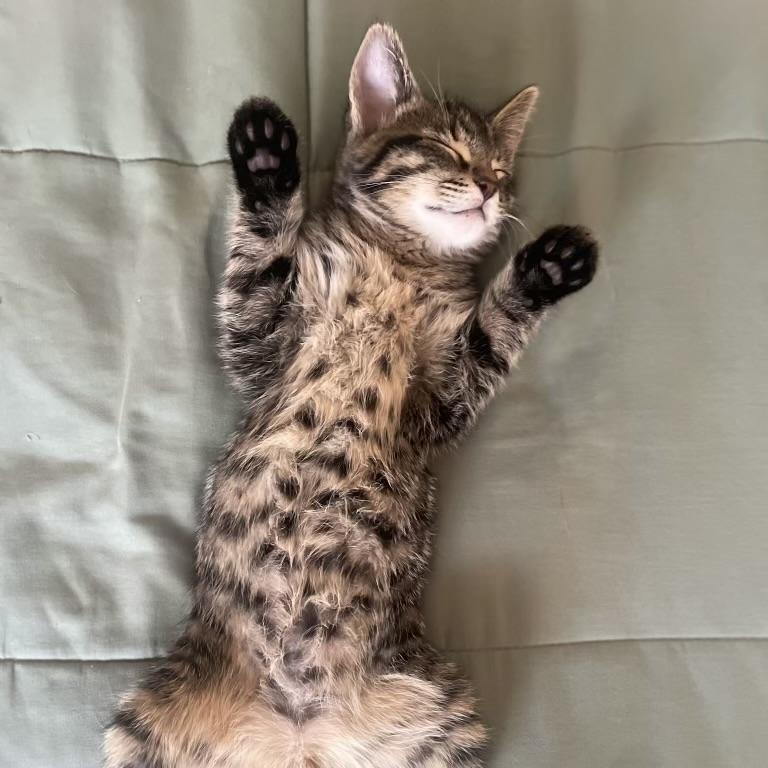 Cheshire, an adopted Domestic Short Hair in Bentonville, AR image 2/3