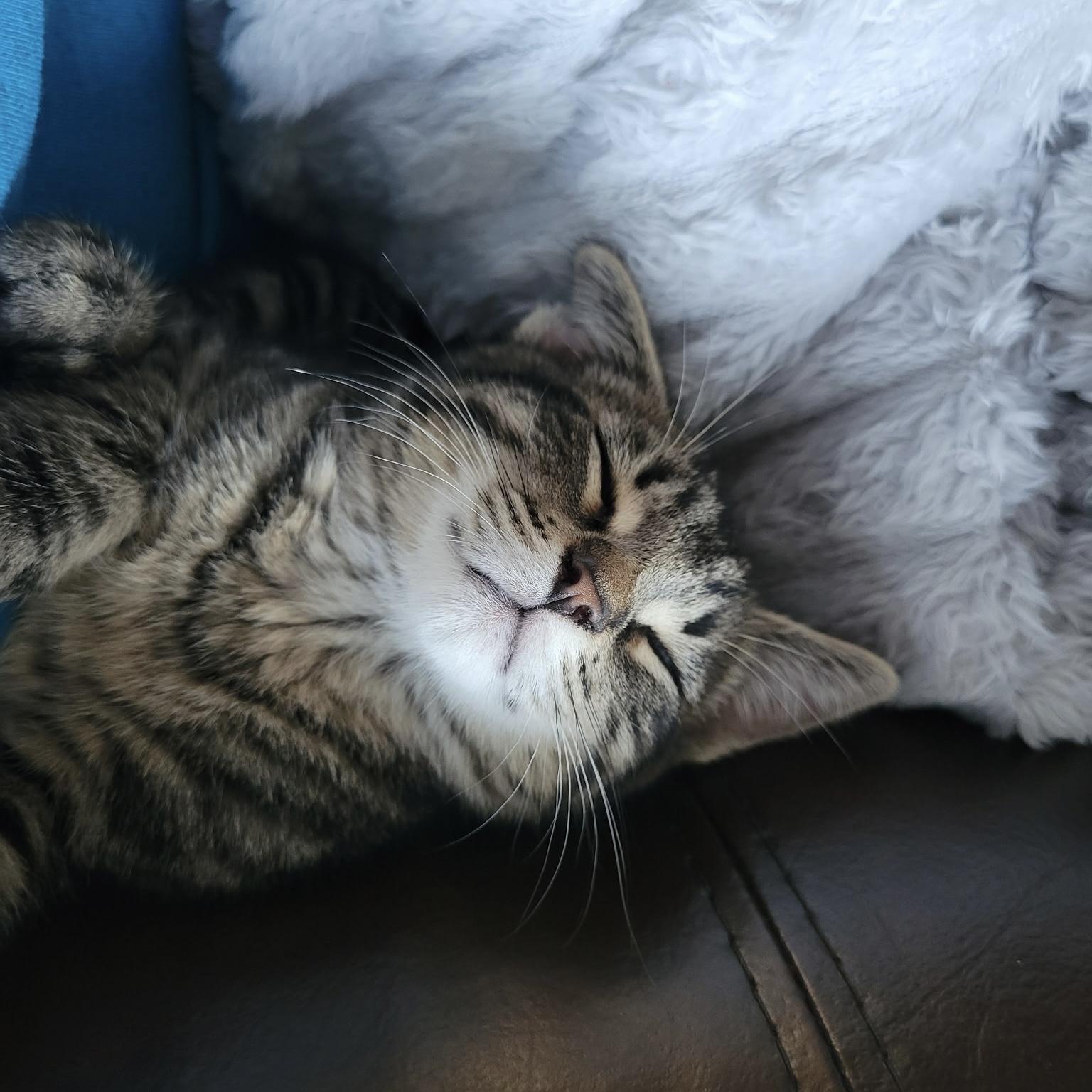 Cheshire, an adopted Domestic Short Hair in Bentonville, AR image 3/3