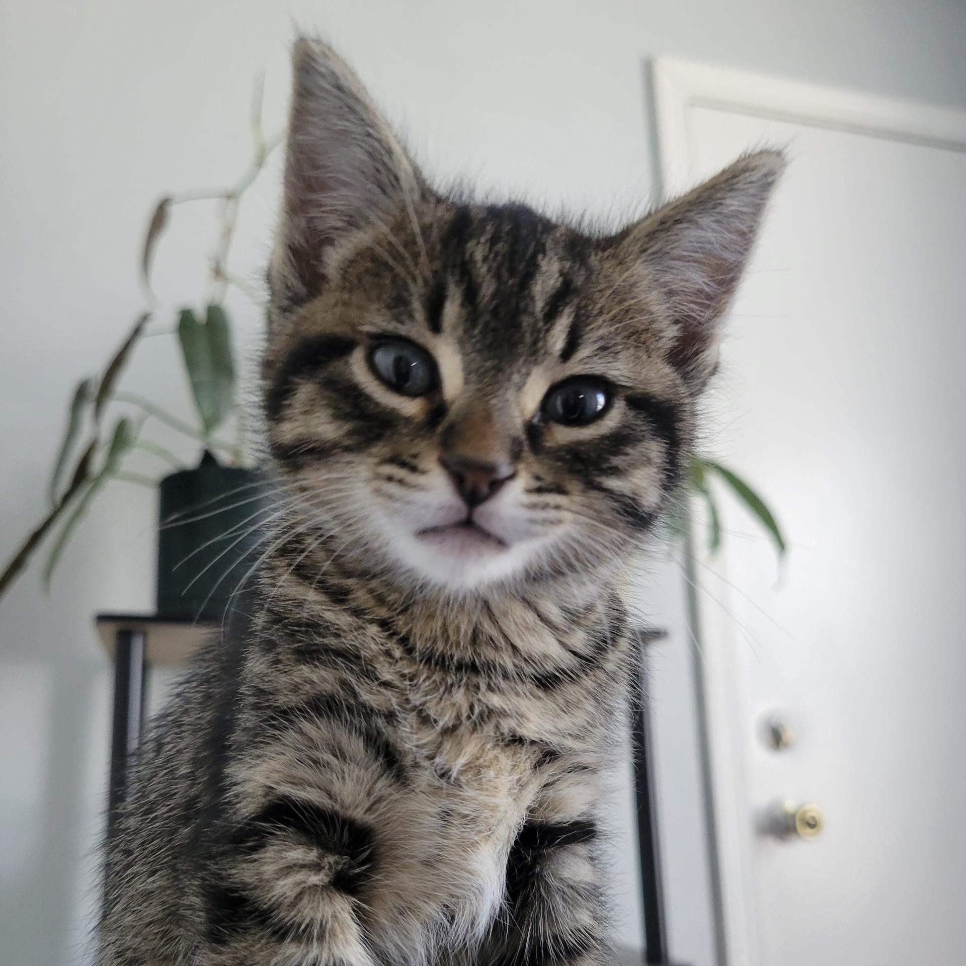 Cheshire, adopted, Kitten Male Domestic Short Hair.