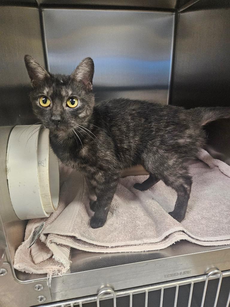 Enlarge Cinder, a Adoptable mixed breed in Pratt, KS image 1/1