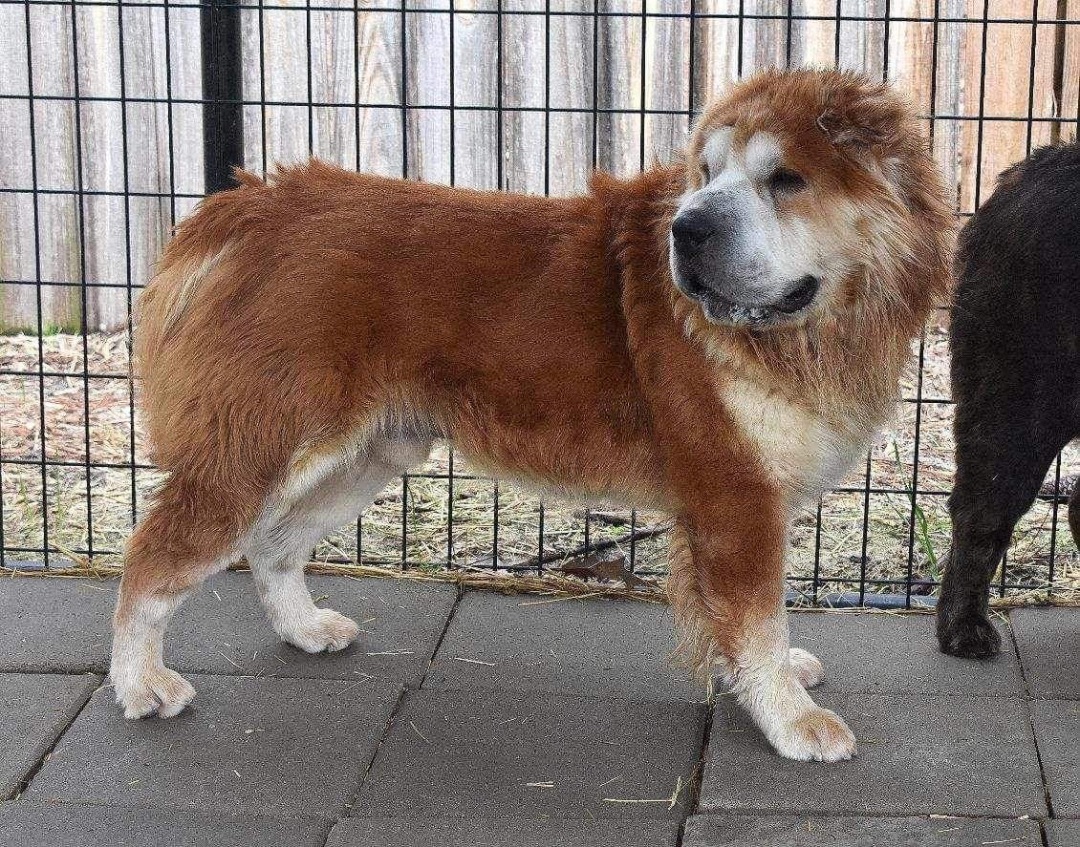 Enlarge Bandit, a Adoptable Shar-Pei in Cameron, NC image 2/4