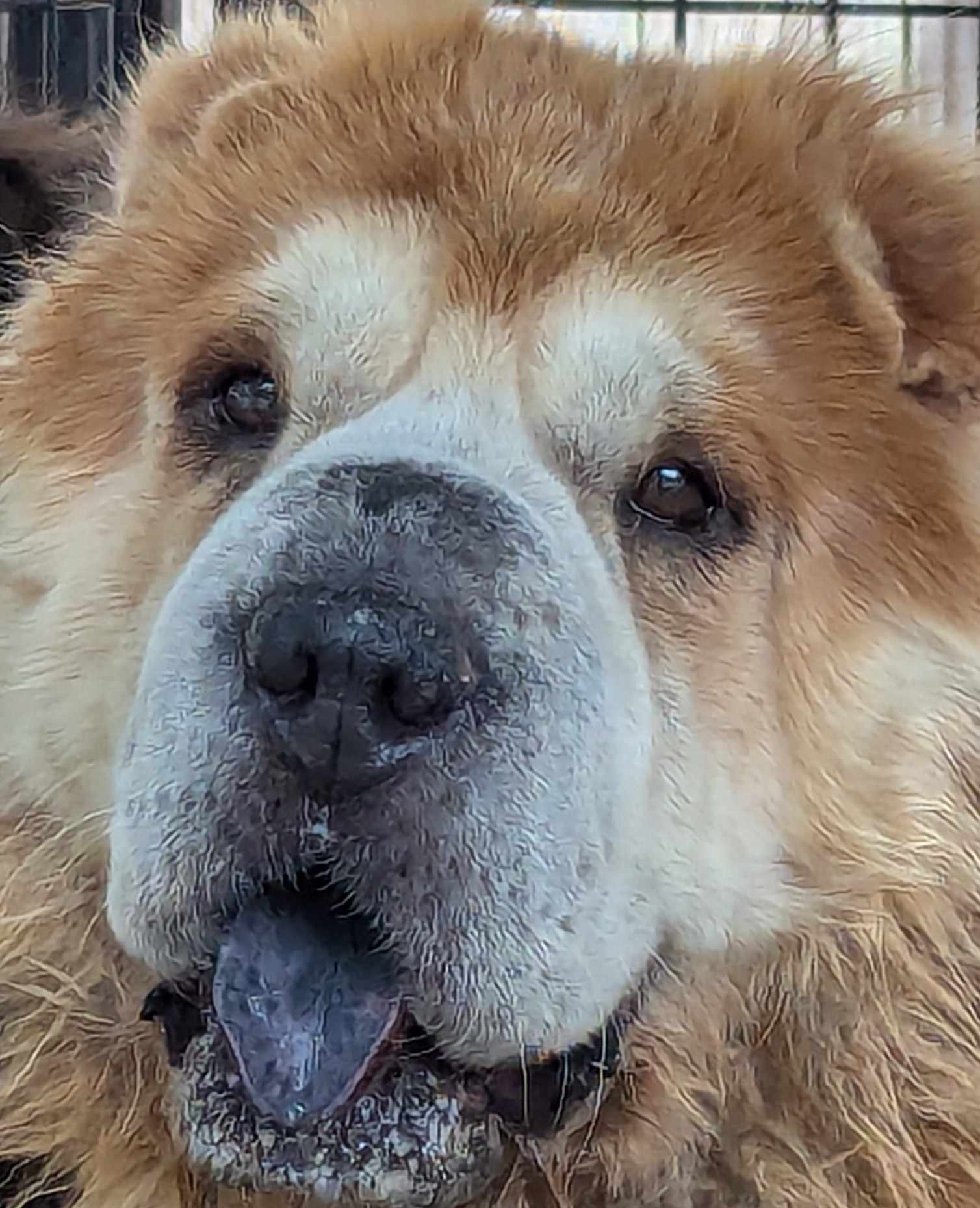 Enlarge Bandit, a Adoptable Shar-Pei in Cameron, NC image 1/4