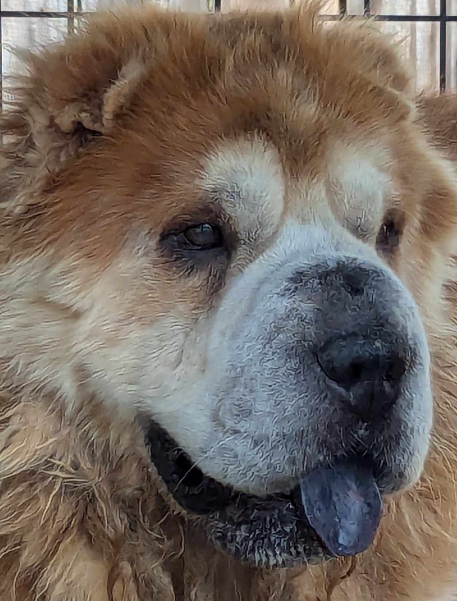 Bandit, an adoptable Shar-Pei in Cameron, NC, 28326 | Photo Image 4