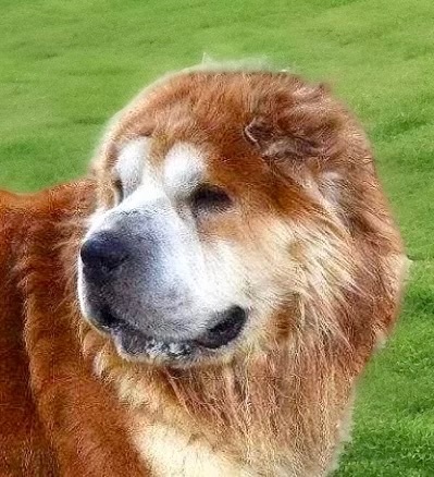 Bandit, an adoptable Shar-Pei in Cameron, NC, 28326 | Photo Image 3